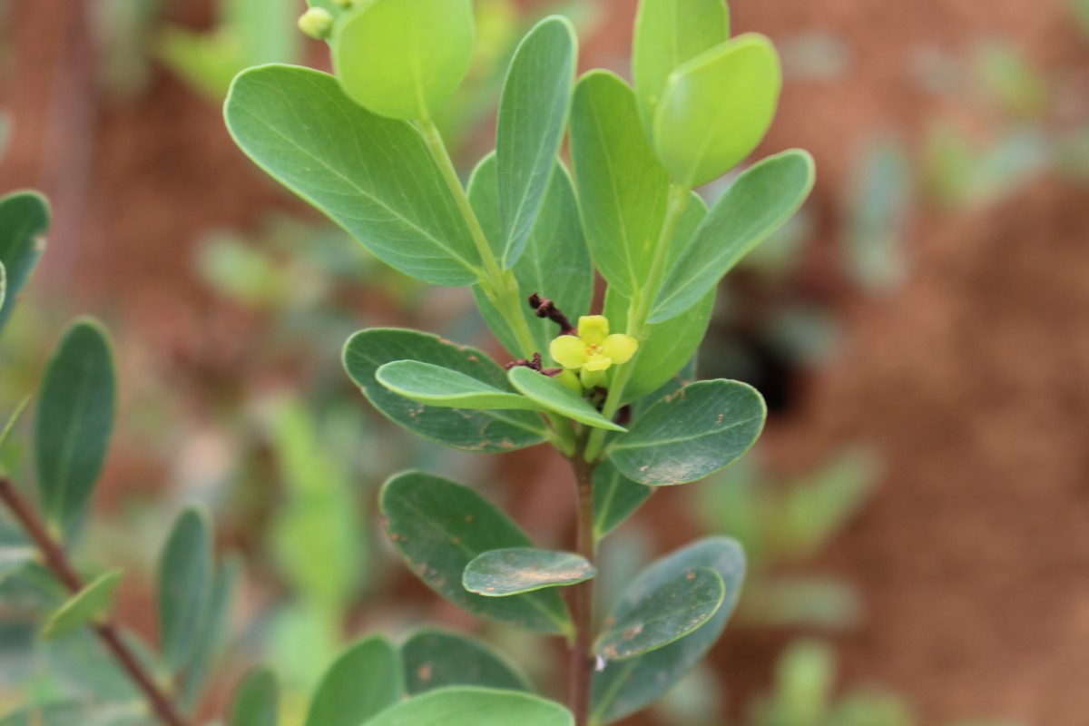 Wikstroemia indica (L.) C.A.Mey.